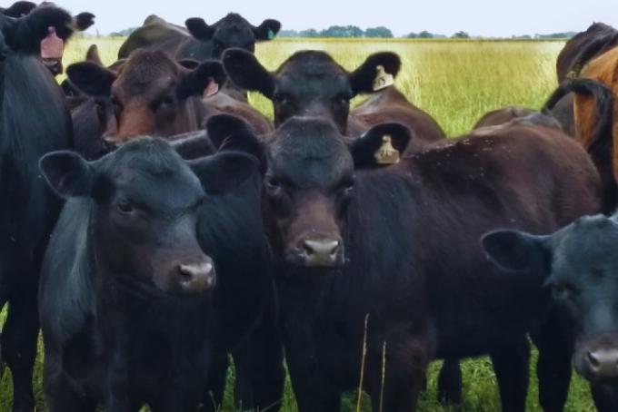 Carne vacuna: Brasil enfrenta presión comercial y Argentina podría crecer