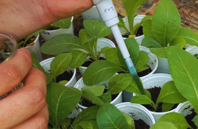 INTA y Conicet desarrollan un bioinsumo para controlar hongos en cultivos