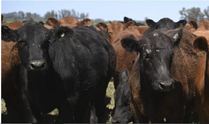 SENASA reglamentó la libre elección de veterinarios para vacunar