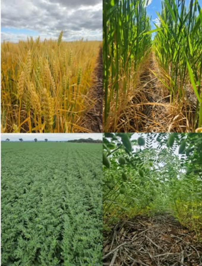 La Pampa logró una cosecha récord de maíz: 4,9 millones de toneladas