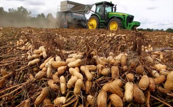 El maní argentino exporta más de USD 1.100 millones y convierte residuos en energía