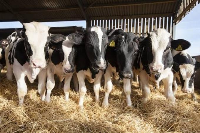 La leche entera en polvo subió 4,4% y llegó a US$ 3.760