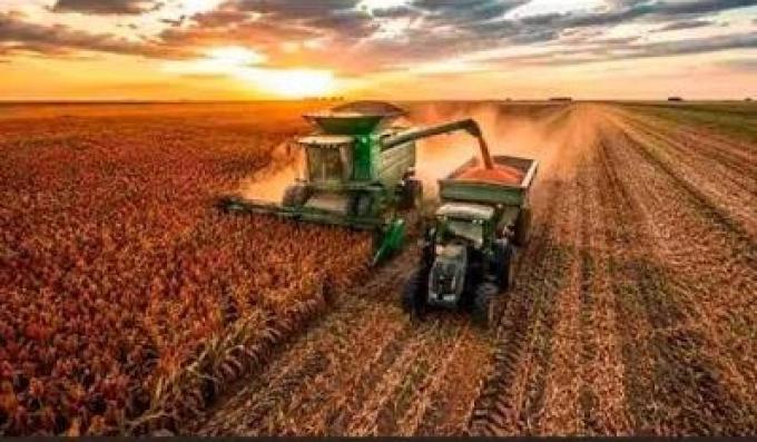 Sorgo: Argentina podría exportar 1,7 millones de toneladas en 2026/27