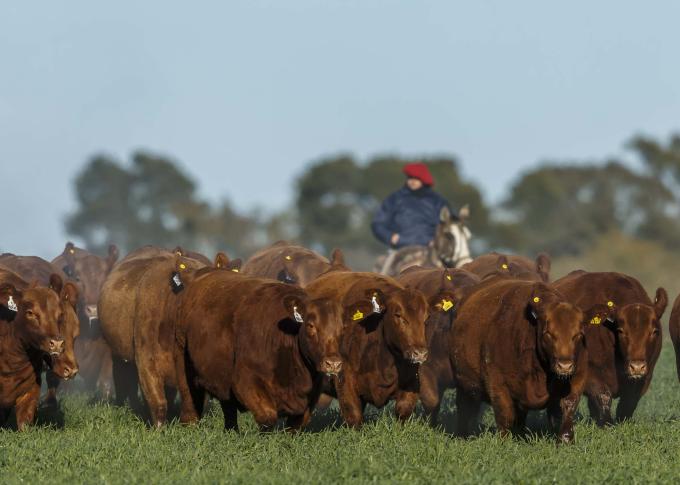 CRA rechaza descuentos a productores por la plataforma VISEC Carne