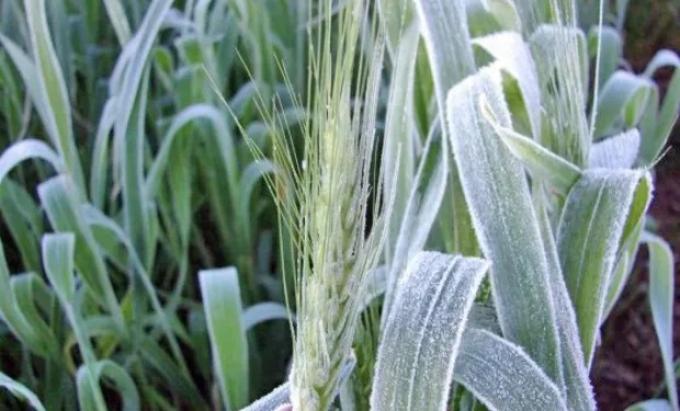 Trigo: las heladas provocan pérdidas de hasta el 15% en lotes