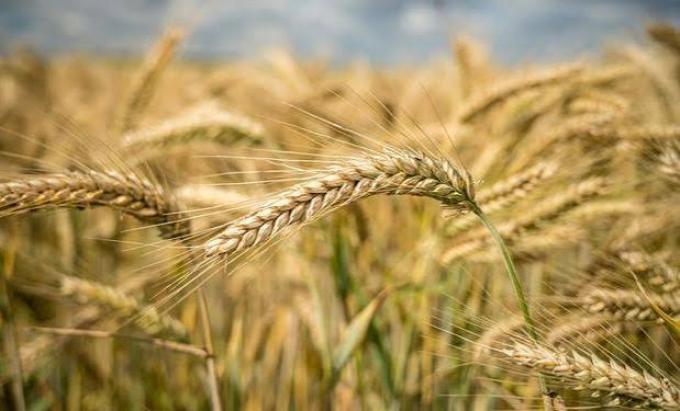 Trigo: la región núcleo proyecta 6,7 millones de toneladas pese al frío