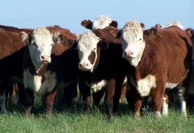 Novillo Mercosur: Uruguay volvió a los US$ 6 por kilo