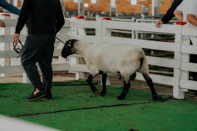 Suffolk en ArgenCarne 2026: una raza con potencial para producir más carne