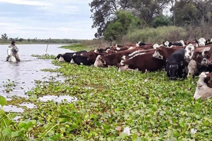 El Niño: Santa Fe evacuó más del 70% del ganado de las islas