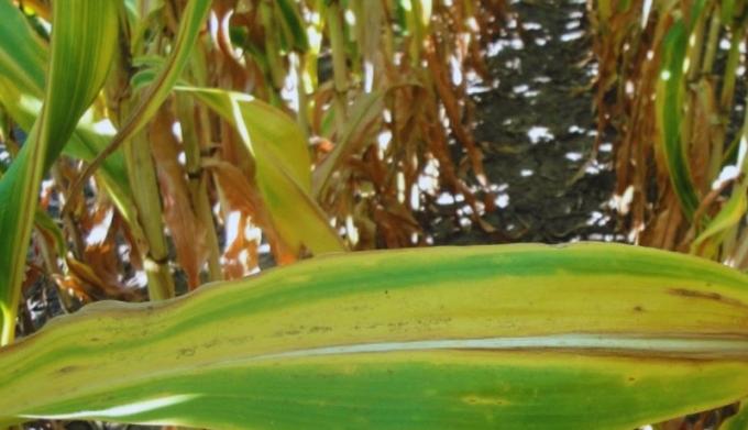 Lluvias y fertilización: cómo lograr más rindes en maíz, soja y girasol