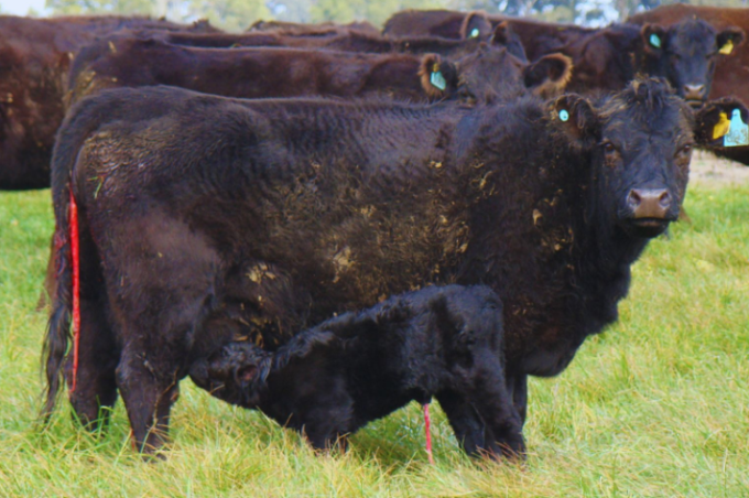 La nutrición de la vaca define el crecimiento y el futuro del ternero