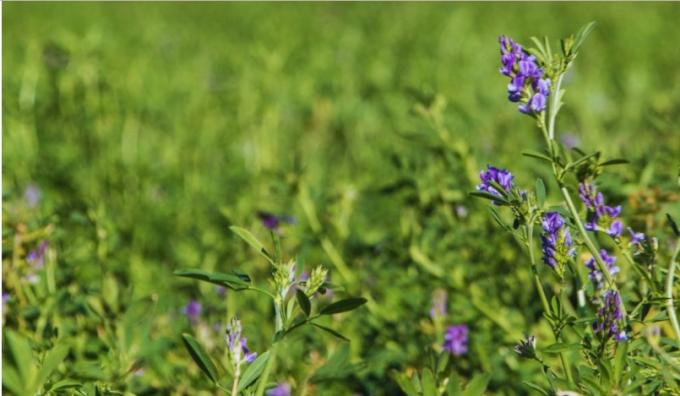 Alfalfa: el INTA avanza en genética para mejorar la producción