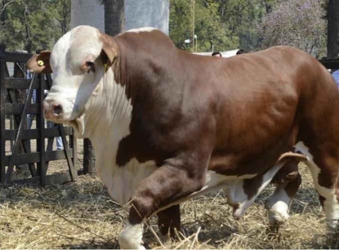 Genética bovina: los precios de los toros subieron un 61% interanual