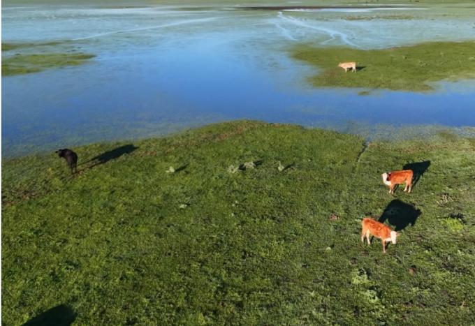 Inundaciones: evacuaron 147.500 bovinos y bubalinos por las crecidas