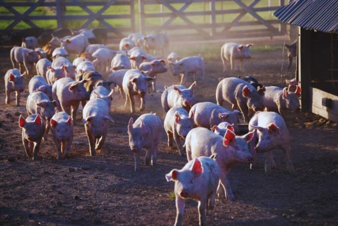 Carne de cerdo en Argentina: el consumo creció de 3 a 18 kilos por persona