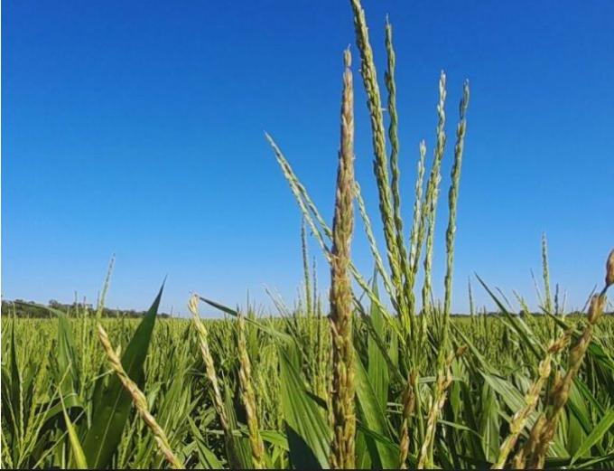 Maíz en el NEA: la materia orgánica y el agua definen el rendimiento