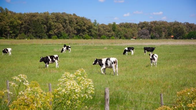 La calidad de la leche argentina alcanzó su máximo nivel en 12 años