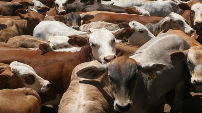 Novillo Mercosur: la devaluación en Brasil hizo caer el precio en dólares de la hacienda argentina