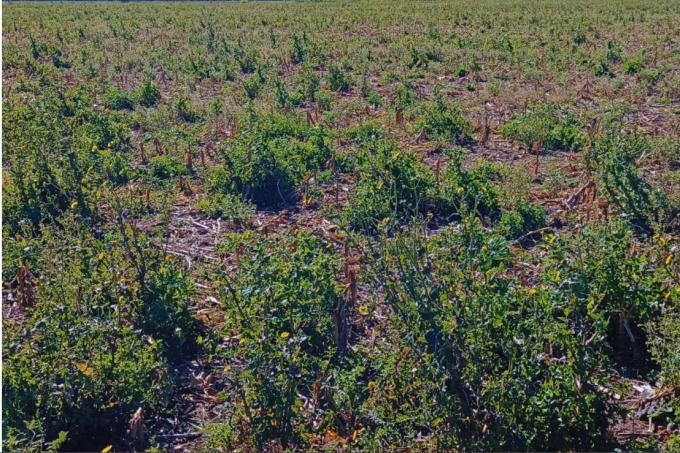 El Niño y más lluvias: el INTA advierte por una mayor presión de malezas en la campaña agrícola