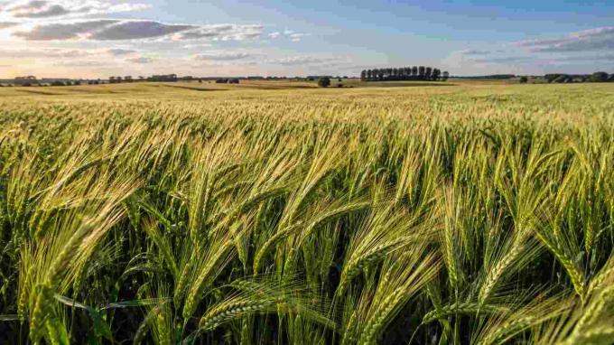 Cebada 2026/27: las heladas condicionan los rindes y las expectativas llegan a 58 qq/ha