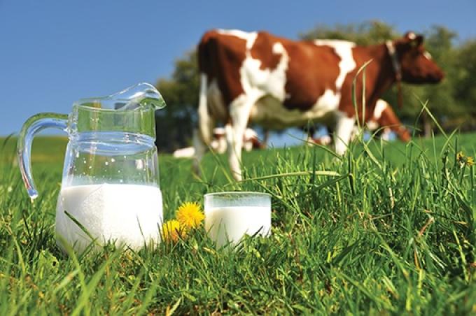 La calidad de la leche argentina alcanzó su máximo nivel en 12 años