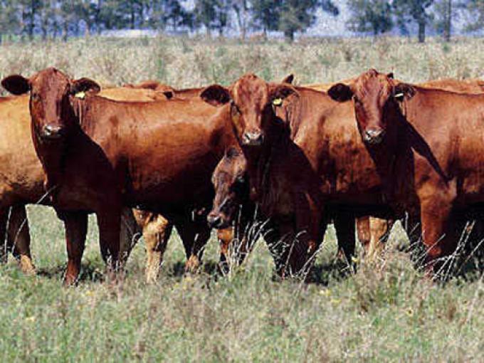 PROYECTAN SUBA DEL STOCK GANADERO