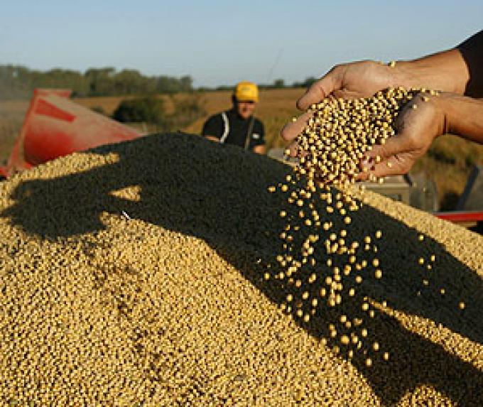 FUERTE CAÍDA DEL PRECIO DE LA SOJA