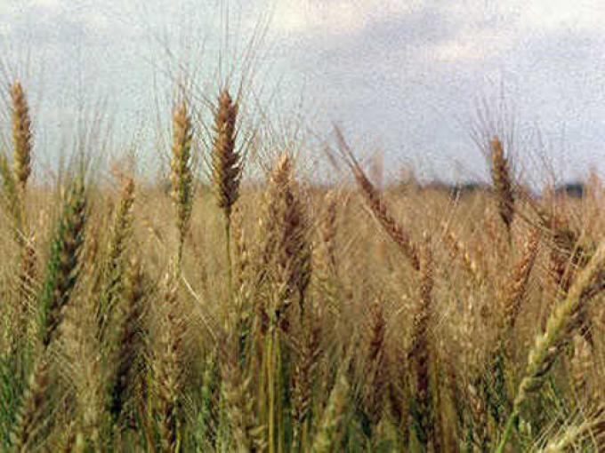 CUESTIONAN LA CAÍDA DEL ÁREA SEMBRADA CON TRIGO  