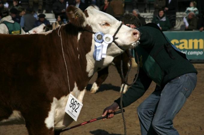 CON BUENOS PRECIOS PARA LOS ANIMALES Y GRAN CONVOCATORIA, CULMINÓ LA RURAL