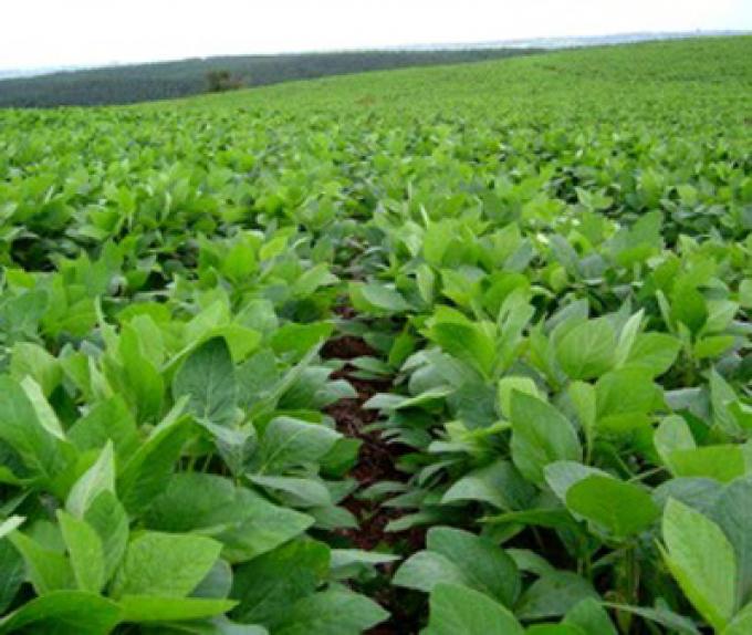 QUE NO SE CORTE: LANZAN INOCULANTE PARA QUE LA SOJA NO AGOTE RECURSOS DE LA TIERRA