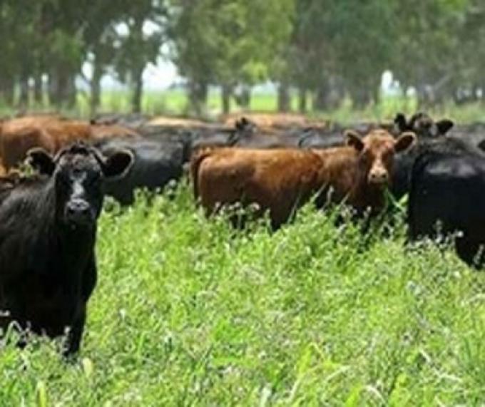 MEJORAN PASTURAS PARA INCREMENTAR LA PRODUCCIÓN GANADERA