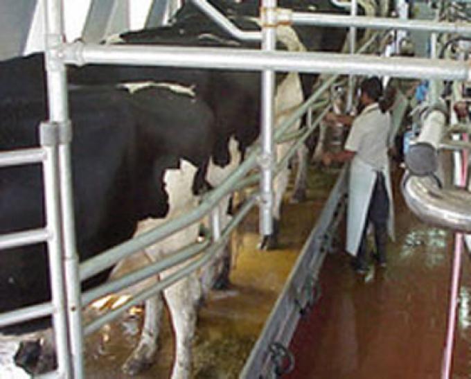 LAS INDUSTRIAS PAGARÁN DE ACUERDO A LA CALIDAD DE LA LECHE