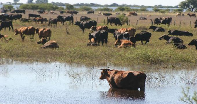 ENTRE RÍOS: POR LA CRECIENTE, PRODUCTORES RETIRAN ANIMALES DE LAS ISLAS