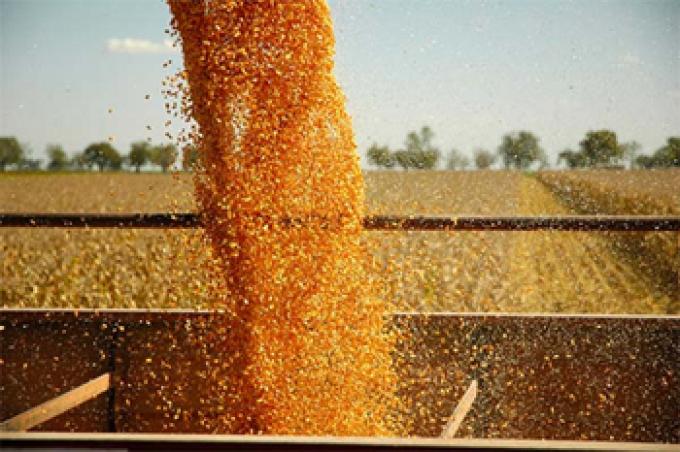 TERMINÓ LA COSECHA DE MAÍZ CON UN RINDE BAJO POR EFECTO DE “LA NIÑA”: EN ESTA CAMPAÑA SE REPETIRÁ EL MISMO FENÓMENO CLIMÁTICO