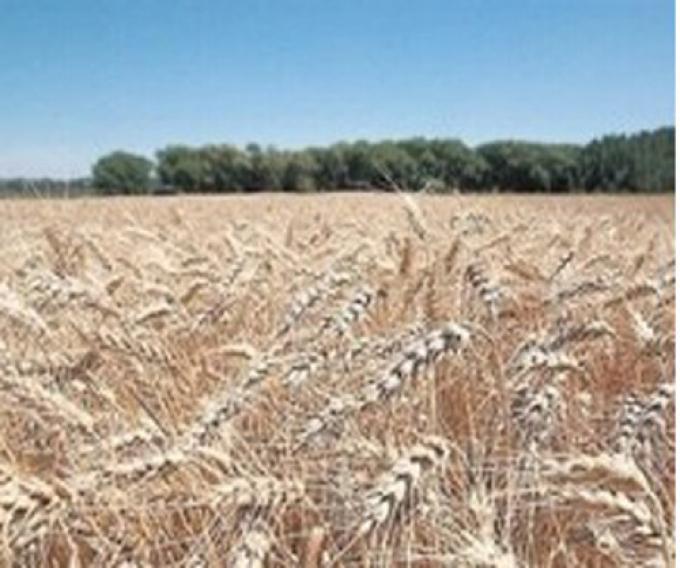 ALERTA: SE COMPLICA LA SITUACIÓN DEL TRIGO POR LA FALTA DE LLUVIAS