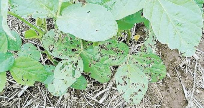 BRASIL: SEQUÍA AMENAZA LA COSECHA DE SOJA