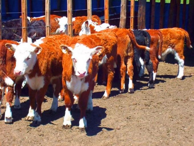 LA OCUPACIÓN DE LOS FEEDLOTS CAYÓ UN 3% 