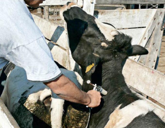 CARBAP ASEGURÓ QUE ESTÁ EN RIESGO LA SANIDAD DE LOS RODEOS ARGENTINOS