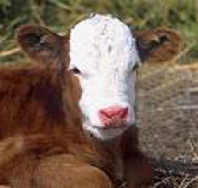 LA CARNE ARGENTINA DESEMBARCA EN CHINA