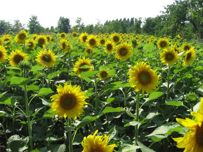 CRECE EL USO DE TECNOLOGÍA EN GIRASOL EN LA CAMPAÑA 2011/2012