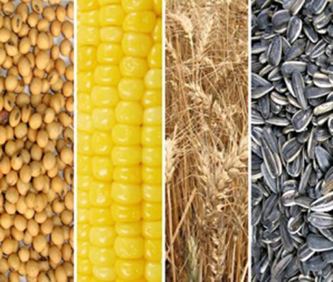 CEREALES: RUEDA POSITIVA PARA LA SOJA LOCAL