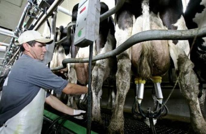 SE MANTIENEN ESTABLES LOS PRECIOS DE LA LECHE