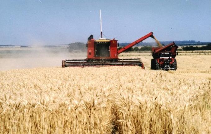 LOS PROBLEMAS DEL TRIGO AFECTAN LA CADENA COMERCIAL DEL INTERIOR