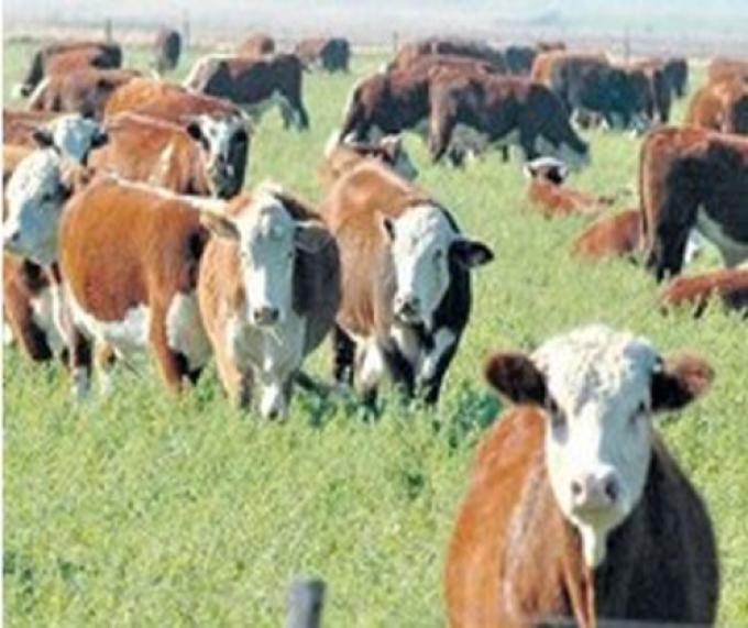 INVERNADORES Y CRIADORES SE RETIRARÁN DEL MERCADO ESPERANDO BAJA DE PRECIOS