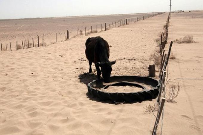 EN EL NORTE PROVINCIAL LOS ANIMALES YA MUEREN DE SED POR LA SEQUÍA 