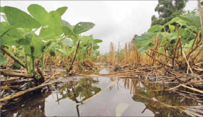 LA BOLSA ALERTA QUE LAS ÚLTIMAS LLUVIAS NO FUERON SUFICIENTES PARA LA SOJA