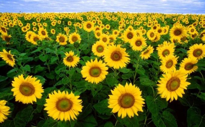 BUENAS PERSPECTIVAS PARA LA PRODUCCIÓN DE GIRASOL 