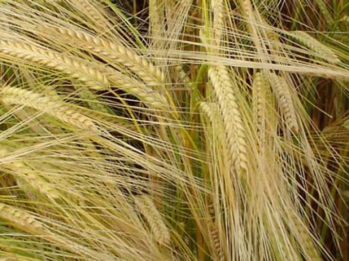 UN NUEVO CULTIVO SE SUMA EN LA REGIÓN, ¿CEBADA? 
