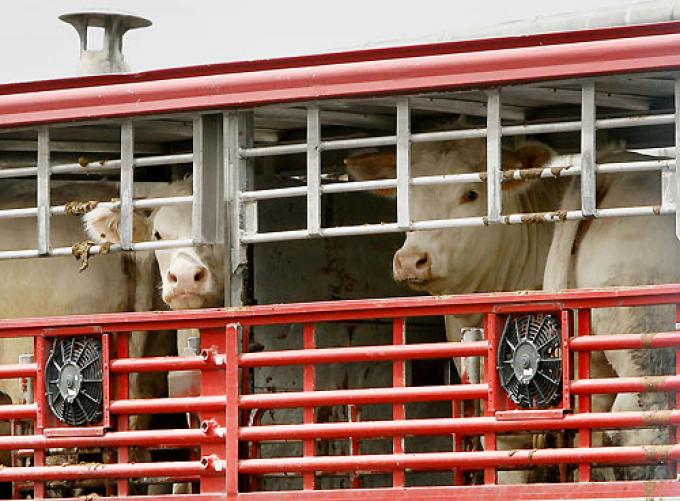 GREMIO DE LA CARNE BLOQUEA EL MERCADO DE LINIERS PARA EXIGIR EL FIN DE DESPIDOS