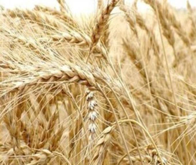 GOBIERNO LIBERÓ LA EXPORTACIÓN DE 3,6 MILLONES DE TONELADAS DE TRIGO